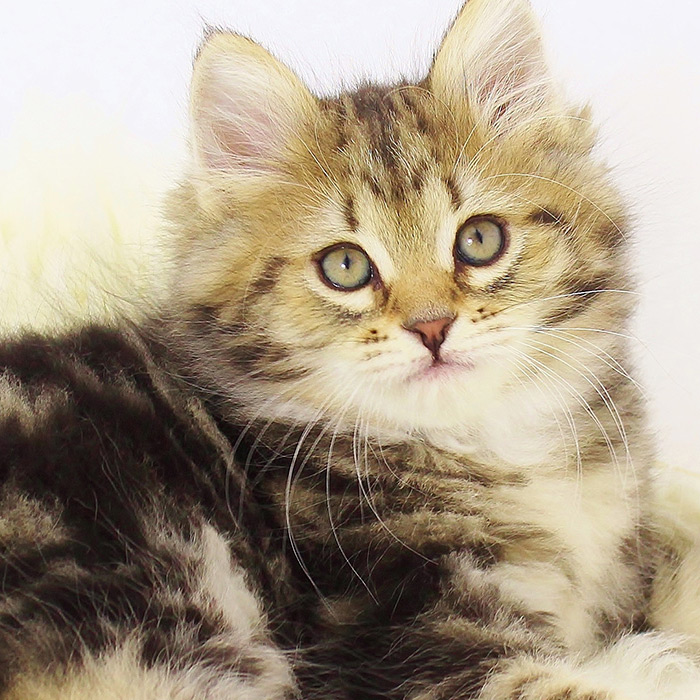 Druzhina siberians discount
